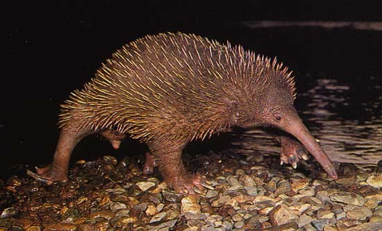 bartoni.jpg